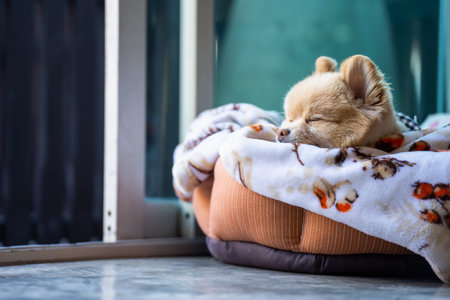 Portrait of a beautiful dog sleeping in his bed. Pomeranian spitz resting on bed. Small dog of Pomeranian Spitz funny lies in the bed closeup. Pet care and animal conceptの写真素材
