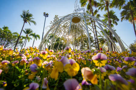 flowers in the park,  flower garden on summer, Beautiful flowers and colors in parkの写真素材