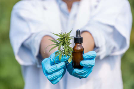 Doctor hand holding bottle of Cannabis oil in pipette, Hemp oil drops and fresh cannabis leaves. marijuana alternative herbal medicine concept.の写真素材