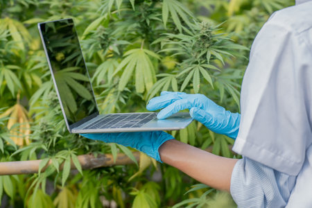 Marijuana research, Young female scientist with mask and glasses in the green house use a Laptop checking and analizing hemp plants and recording the results. Concept of herbal alternative medicine.の写真素材