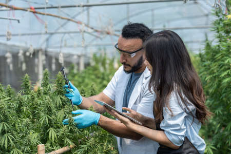 Two scientists are working in a hemp field, they are checking plants and measuring cannabis cone with digital vernier caliper micrometer. alternative medicine and cannabis conceptの写真素材