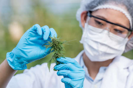 Portrait of scientist with mask and glasses checking and analizing hemp plants, working in a hemp field. Concept of herbal alternative medicine,cbd oil, pharmaceutical industryの写真素材
