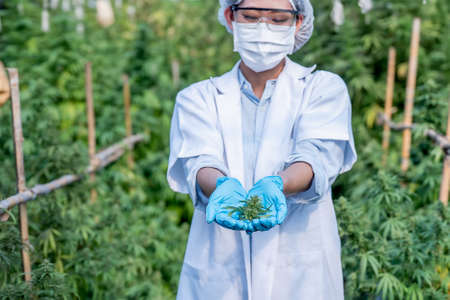 Hand of scientist holding cannabis at farm. A plant of cannabis in the hands of scientist in green house. Marijuana alternative herbal medicine concept.の写真素材