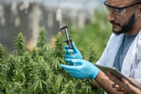 Two scientists are working in a hemp field, they are checking plants and measuring cannabis cone with digital vernier caliper micrometer. alternative medicine and cannabis conceptの写真素材