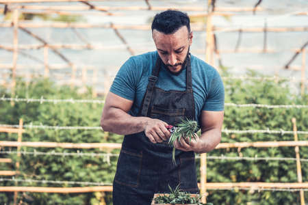 Trimming cannabis or marijuana buds with scissors. Smart farmer working with marijuana plant. Trimming cannabis leavesの写真素材