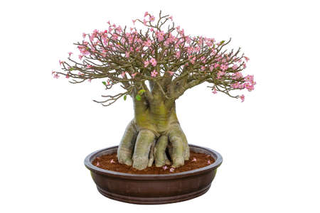 beautiful pink desert Rose bonsai isolated on white background, a bonsai for decoration of the environment. Rosa do deserto or Adenium Obesumの写真素材