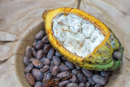 Fresh cocoa pods and dired cocoa beans on brown leaves. Cocoa pods organic chocolate.の写真素材