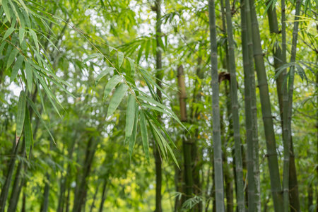 Fresh green bamboo leaves, Bamboo forest background, bamboo branch in sunlight, beautiful japanese spring garden landscape.の写真素材