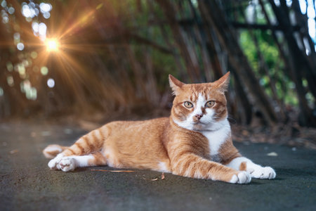 Red cat lying on the floor and basking in the sun. Happy cute ginger cat lies on the floor outdoorsの写真素材