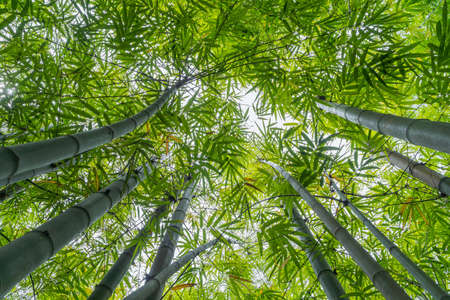 Fresh green bamboo leaves, Bamboo forest background, bamboo branch in sunlight, beautiful japanese...