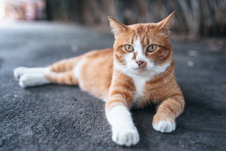 Red cat lying on the floor and basking in the sun. Happy cute ginger cat lies on the floor outdoorsの写真素材