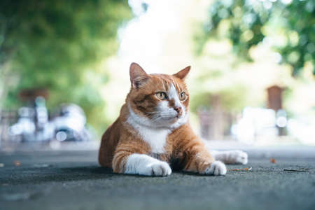 Red cat lying on the floor and basking in the sun. Happy cute ginger cat lies on the floor outdoorsの写真素材