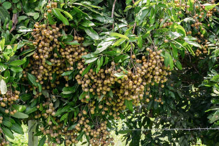 Longan tree at the Longan orchard, Longan orchard, Tropical fruit fresh longan on a longan treeの写真素材