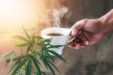 hand holding hot cup of cannabis coffee in morning sunlight. Cannabis coffee, Coffee with herbal ingredients, cannabis drink concept.の写真素材
