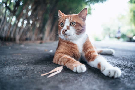 Red cat lying on the floor and basking in the sun. Happy cute ginger cat lies on the floor outdoorsの写真素材