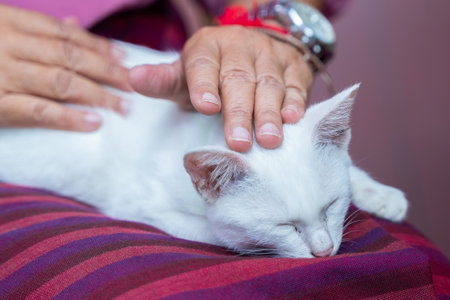 Grandmother hand petting her cat. White cat sitting and sleeping on elderly woman's lap. Close up wrinkled hands and pet, Senior and catの写真素材