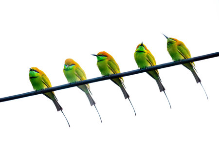 The green bee-eater (Merops orientalis)  isolated on a white backgroundの写真素材