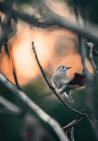 Beautiful Taiga Flycatcher (Ficedula albicilla) perched on a tree branch, in a sunrise background.の写真素材