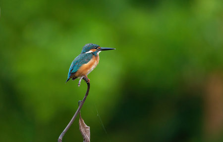 A Common Kingfisher (alcedo atthis) perched on a branch waiting for the moment to catch a fish.の写真素材