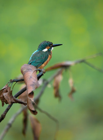 A Common Kingfisher (alcedo atthis) perched on a branch waiting for the moment to catch a fish.の写真素材