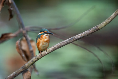 A Common Kingfisher (alcedo atthis) perched on a branch waiting for the moment to catch a fish.の写真素材