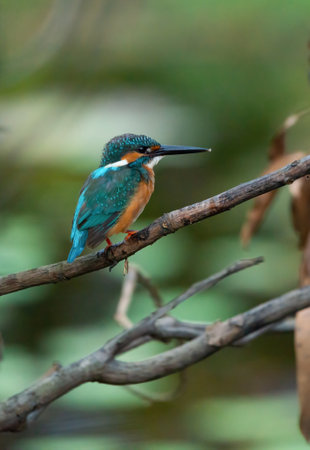 A Common Kingfisher (alcedo atthis) perched on a branch waiting for the moment to catch a fish.の写真素材