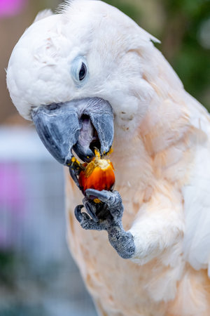 Close-up cockatoo parrot, Salmon sulphur-crested cockatoo (Cacatua moluccensis), also known as the Moluccan or umbrella cockatoo eating ripe palm fruit, Portrait of white parrotの写真素材