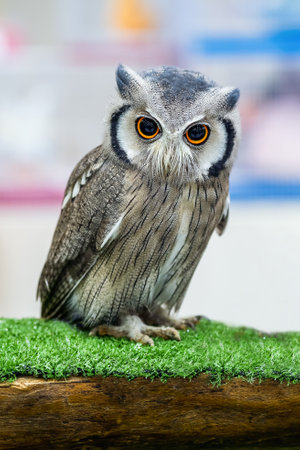 White Faced Scops Owl. Cute Animal. Ptilopsis Leucotis. face owl. Northern White-faced Owl. Bird with beautiful eyes.の写真素材