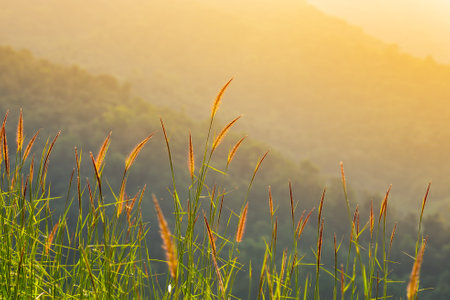 Reed grass flower in the sunset or sunrise, Grass flower beside mountain in sunset.Grass in sunsetの写真素材