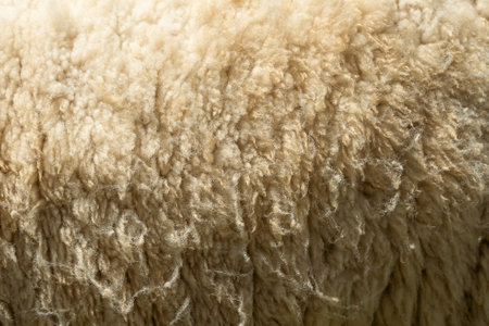 Sheep fur. Wool texture. Closeup background. Sheepskin Backgroundの写真素材