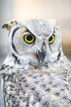 Owl staring with yellow eyes and unfocused backgroundの写真素材