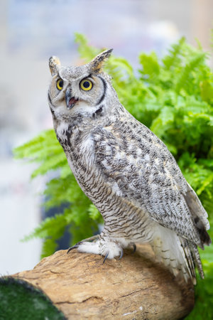 Owl staring with yellow eyes and unfocused backgroundの写真素材