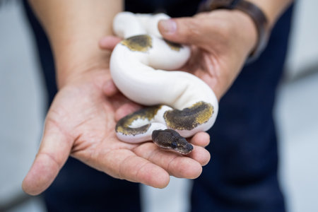 Small non-poisonous snake on the man's palm.の写真素材