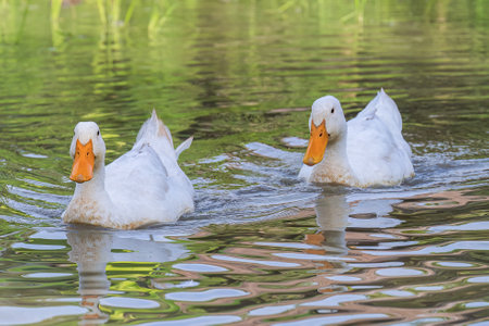 Beautiful closeup view of two peaceful resting white ducks with reflection in pond or lake.の写真素材