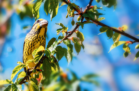 A bright and colorful female Spot-winged Grosbeak (Mycerobas melanozanthos) perched on a tree at Ang...