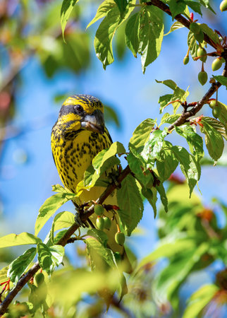 A bright and colorful female Spot-winged Grosbeak (Mycerobas melanozanthos) perched on a tree at Ang Khang, Chiang Mai, Thailand. Femal bird in nature north thailand.の写真素材