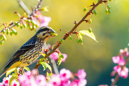 A bright and colorful female Spot-winged Grosbeak (Mycerobas melanozanthos) perched on a tree at Ang Khang, Chiang Mai, Thailand. Femal bird in nature north thailand.の写真素材