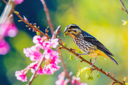 A bright and colorful female Spot-winged Grosbeak (Mycerobas melanozanthos) perched on a tree at Ang Khang, Chiang Mai, Thailand. Femal bird in nature north thailand.の写真素材