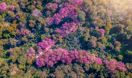 Aerial view, Top view of Pink Cherry Blossom flowers blooming around on high mountains. Chiang Mai in Thailandの写真素材