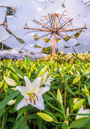 Close-up of white lily flowers blooming in the garden. Lilium orientalis Stargazer. Lily flower in the garden. Shrub of white lily, White lilies macro photographyの写真素材