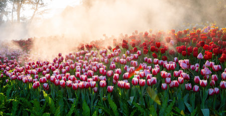 Group of Colorful tulips flower are planted in the garden with water spray and sunlight shining. Fresh tulip flowers in tulip fields with water sprays. Selective Focus.の写真素材