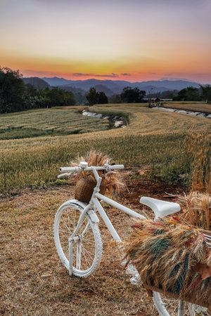 White bicycle loaded with ripe wheat in basket at sunset. Rural Scenery under sunset sky. Bike and ripening ears of wheat field before harvest season. Rich harvest Concept. Selective focusの写真素材
