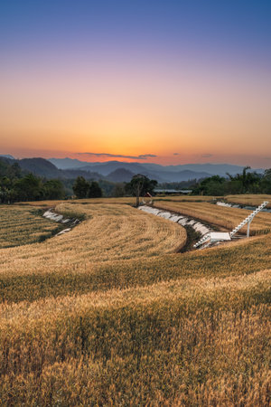 Wheat crop field sunset Landscape. Landscape of agricultural grain crops in harvest season, Golden wheat field and sunset sky, Ears of golden wheat. Background of ripening ears of meadow wheat fieldの写真素材