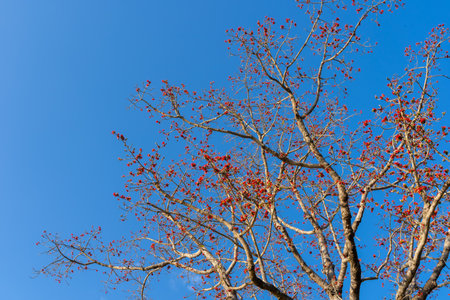 Blossoming the Red Silk Cotton Tree ,Silk cotton tree, Red cotton tree, Indian Kapok - The Latin name is Bombax Ceiba. Low angle view red flower tree on blue skyの写真素材