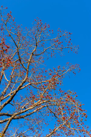 Blossoming the Red Silk Cotton Tree ,Silk cotton tree, Red cotton tree, Indian Kapok - The Latin name is Bombax Ceiba. Low angle view red flower tree on blue skyの写真素材