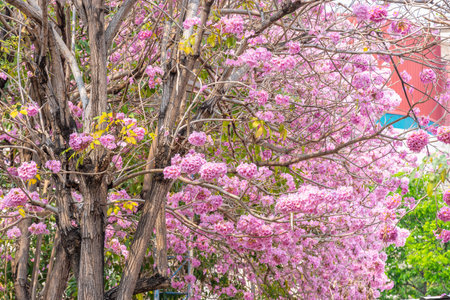 Beautiful Tabebuia rosea trees or Pink trumpet trees are in bloom along the road in Chiang Mai, Thailand. Romantic background scene. Selective focus.の写真素材