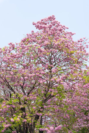 Beautiful Tabebuia rosea trees or Pink trumpet trees are in bloom along the road in Chiang Mai, Thailand. Romantic background scene. Selective focus.の写真素材