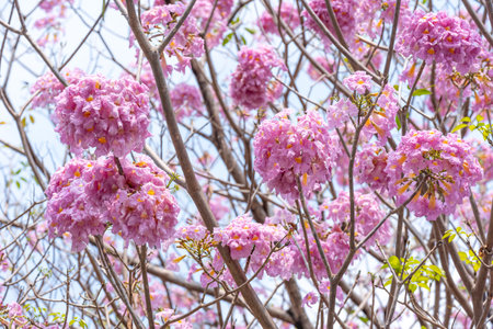 Close up of Pink Trumpet (Tabebuia rosea) flower in bloom along the road in Chiang Mai, Thailand. Romantic background scene. Selective focus.の写真素材