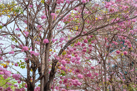 Beautiful Tabebuia rosea trees or Pink trumpet trees are in bloom along the road in Chiang Mai, Thailand. Romantic background scene. Selective focus.の写真素材