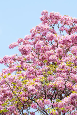 Close up of Pink Trumpet (Tabebuia rosea) flower in bloom along the road in Chiang Mai, Thailand. Romantic background scene. Selective focus.の写真素材